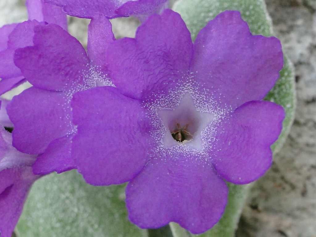 Primula albenensis / Primula del M. Alben